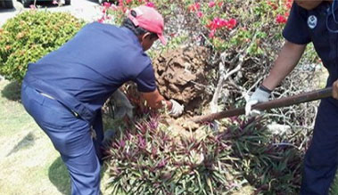 Special Garden Services